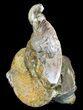 Nice, Sphenodiscus Ammonites - South Dakota #34176-1